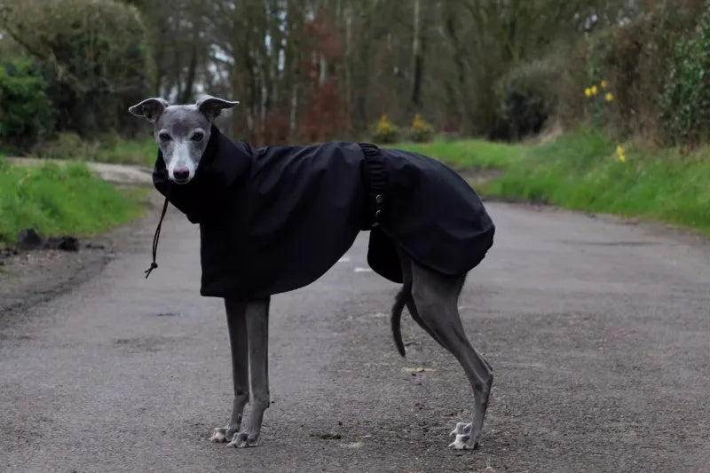 Waterproof Dog Raincoat – Comfortable, Breathable Pet Jacket for Puppies and Dogs, Ideal for Spring and Autumn Outdoor Adventures