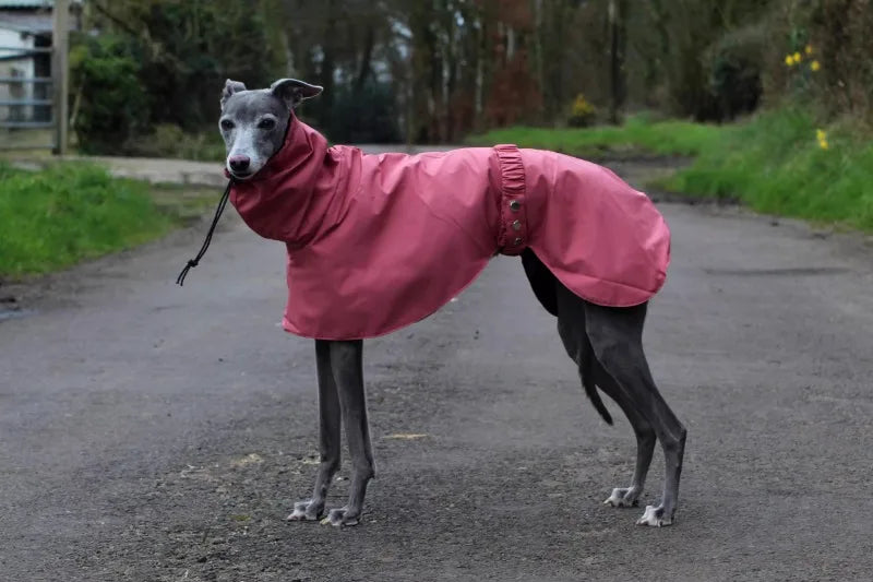 Waterproof Dog Raincoat – Comfortable, Breathable Pet Jacket for Puppies and Dogs, Ideal for Spring and Autumn Outdoor Adventures