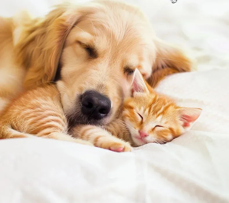 Professional Dog Grooming Clippers & LED Light LCD Display 18mm Wide Blade for Paw Trimming Low Noise Cordless Pet Hair Trimmer