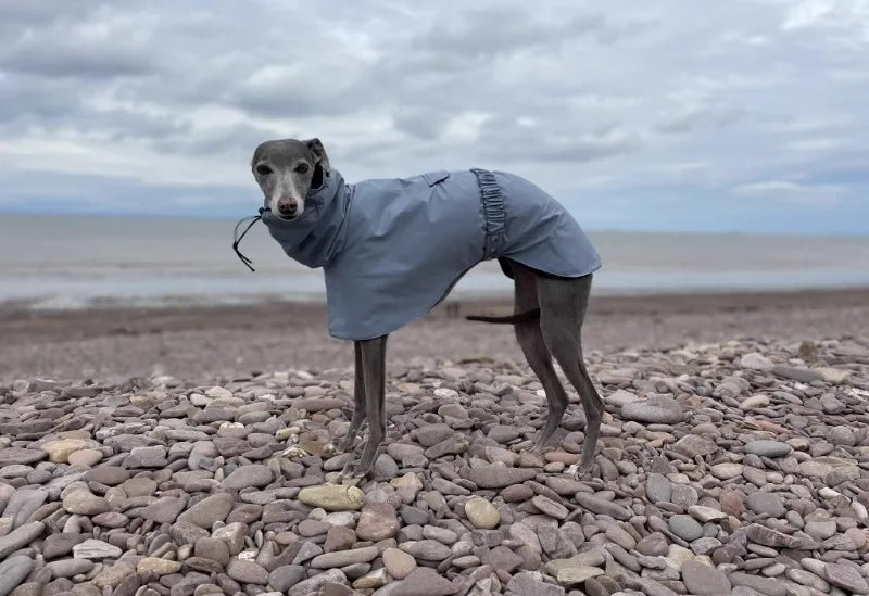 Waterproof Dog Raincoat – Comfortable, Breathable Pet Jacket for Puppies and Dogs, Ideal for Spring and Autumn Outdoor Adventures